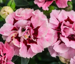 Dehner Sommerstauden|Nelken - Garten-Nelke, verschiedene Farben