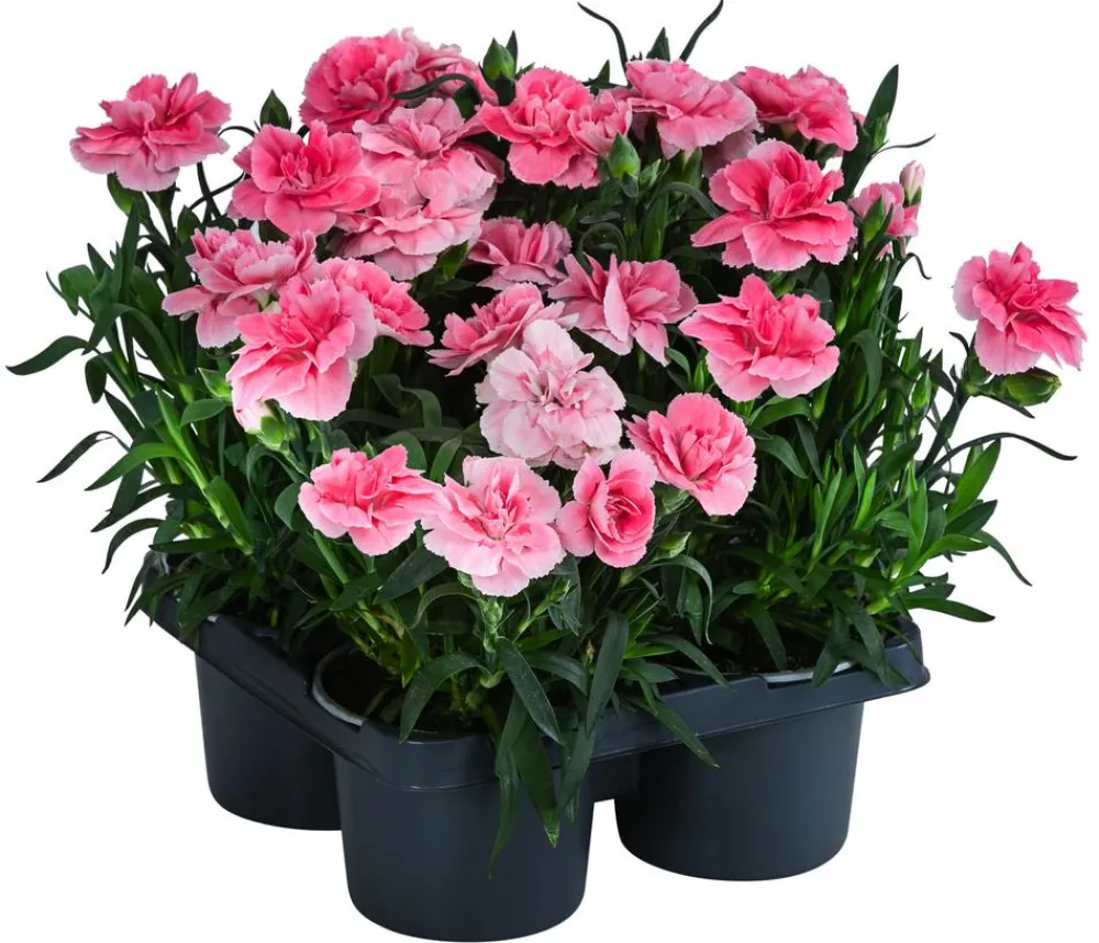Dehner Sommerstauden|Nelken - Garten-Nelke, verschiedene Farben, 4er-Set