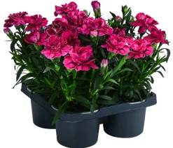 Dehner Sommerstauden|Nelken - Garten-Nelke, verschiedene Farben, 4er-Set