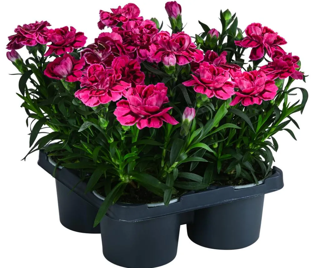 Dehner Sommerstauden|Nelken - Garten-Nelke, verschiedene Farben, 4er-Set