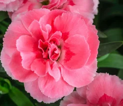 Dehner Sommerstauden|Nelken - Garten-Nelke, verschiedene Farben, 4er-Set