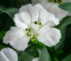 Dehner Sommerstauden|Nelken - Garten-Nelke, verschiedene Farben, 4er-Set