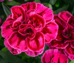 Dehner Sommerstauden|Nelken - Garten-Nelke, verschiedene Farben, 4er-Set