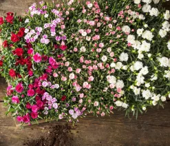 Dehner Sommerstauden|Nelken - Garten-Nelke, verschiedene Farben, 4er-Set
