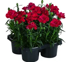 Dehner Sommerstauden|Nelken - Garten-Nelke, verschiedene Farben, 4er-Set