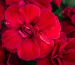 Dehner Sommerstauden|Nelken - Garten-Nelke, verschiedene Farben, 4er-Set