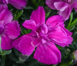 Dehner Garten-Nelke 'Violett Wonder' Lila Best