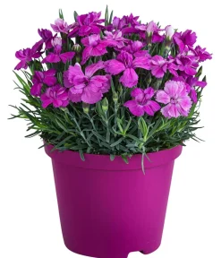 Dehner Garten-Nelke 'Violett Wonder' Lila Best