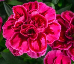 Dehner Sommerstauden|Nelken > Garten-Nelke, zweifarbig, verschiedene Sorten