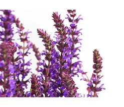 Dehner Sommerstauden - Gartensalbei Lila