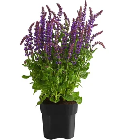 Dehner Sommerstauden - Gartensalbei Lila