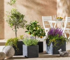Dehner Sommerstauden - Gartensalbei Lila