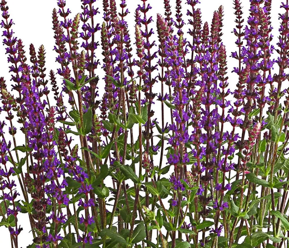 Dehner Sommerstauden - Garten-Salbei, /blau Lila