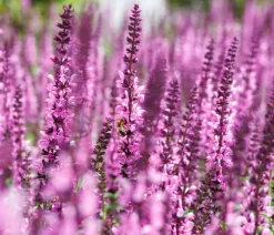 Dehner Sommerstauden - Garten-Salbei, Rosa