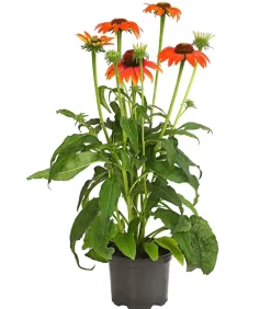 Dehner Garten-Scheinsonnenhut 'Cheyenne Spirit' New