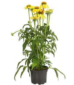 Dehner Garten-Scheinsonnenhut 'Cheyenne Spirit' New