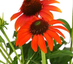 Dehner Garten-Scheinsonnenhut 'Cheyenne Spirit' New