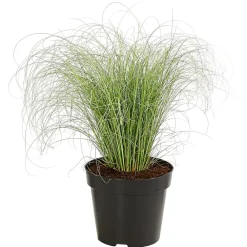 Dehner Gräser - Garten-Segge 'Frosted Curls'