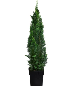 Dehner Heckenpflanzen|Koniferen > Gartenzypresse 'Little Spire'