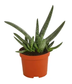 Dehner Sukkulenten - Gasterie - Gasteria verrucosa Grün