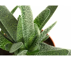 Dehner Sukkulenten - Gasterie - Gasteria verrucosa Grün