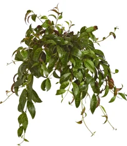 Dehner Hängepflanzen - Gefleckte Schamblume - Aeschynanthus marmoratus, Ampel