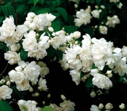 Dehner Gefüllter Gartenjasmin 'Schneesturm' Weiß Online