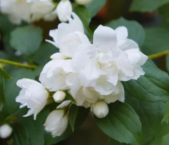 Dehner Gefüllter Gartenjasmin 'Snowbelle' Weiß New