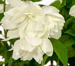Dehner Gefüllter Gartenjasmin 'Snowbelle' Weiß New