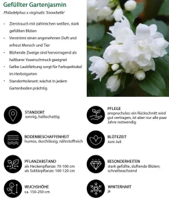 Dehner Gefüllter Gartenjasmin 'Snowbelle' Weiß New