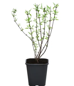 Dehner Laubgehölze|Blühende Sträucher - Gefüllter Gartenjasmin 'Snowbelle' Weiß