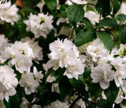 Dehner Laubgehölze|Blühende Sträucher > Gefüllter Gartenjasmin 'Virginal'