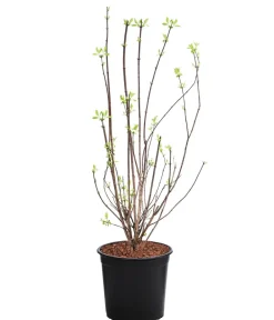 Dehner Gefüllter Gartenjasmin 'Virginal' Weiß Clearance