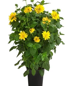 Dehner Sommerstauden > Gefüllte Stauden-Sonnenblume 'Double Whammy'