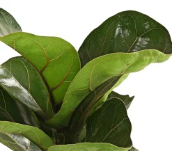 Dehner Grünpflanzen - Geigenfeige - Ficus lyrata 'Bambino'