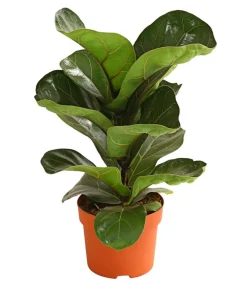 Dehner Grünpflanzen - Geigenfeige - Ficus lyrata 'Bambino'