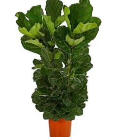 Dehner Grünpflanzen|Solitärpflanzen - Geigenfeige - Ficus lyrata, dreitriebig Grün
