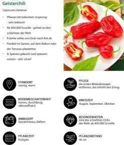 Dehner Peperoni- & Paprikapflanzen > Geisterchili