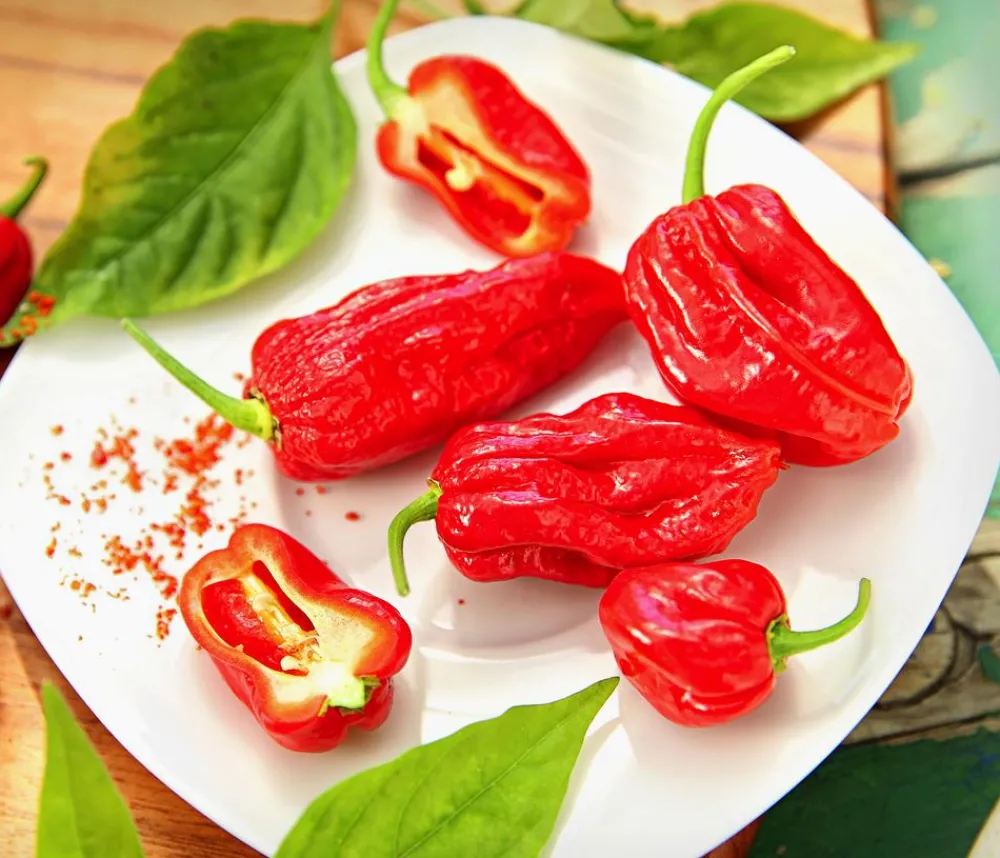 Dehner Peperoni- & Paprikapflanzen > Geisterchili