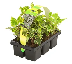 Dehner Grabschmuck & Grabgestaltung|Bodendecker & Efeu > bunter Efeu, 6er-Schale