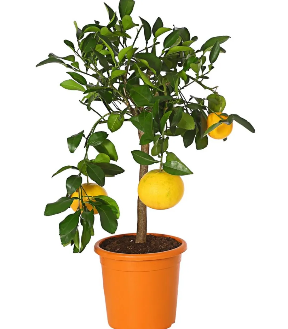 Dehner Zitruspflanzen|Terrassenpflanzen - e Grapefruit Gelb