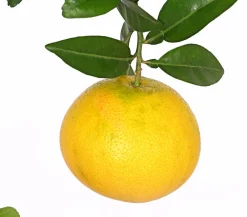 Dehner Zitruspflanzen|Terrassenpflanzen - e Grapefruit Gelb