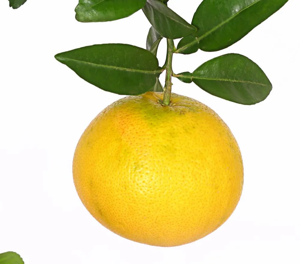 Dehner Zitruspflanzen|Terrassenpflanzen - e Grapefruit Gelb