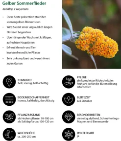 Dehner Laubgehölze|Flieder - er Sommerflieder Gelb