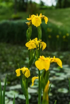 Dehner Aqua Teichpflanzen|Teichpflanzen - e Sumpf-Iris Gelb