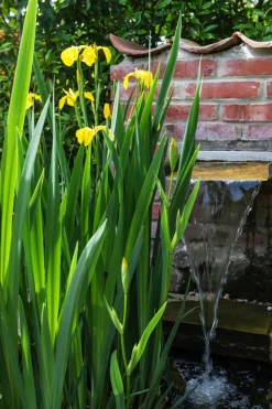 Dehner Aqua Teichpflanzen|Teichpflanzen - e Sumpf-Iris Gelb