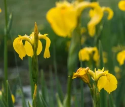 Dehner Aqua Teichpflanzen|Teichpflanzen - e Sumpf-Iris Gelb