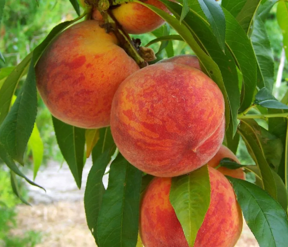 Dehner Obstbäume|Aprikosen- & Pfirsichbäume > Gelbfleischiger Pfirsich