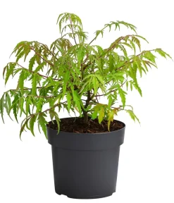 Dehner er Essigbaum 'Tiger Eyes' Clearance