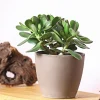 Dehner Geldbaum - Crassula ovata Outlet